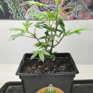 Big Clones (Square Pots)