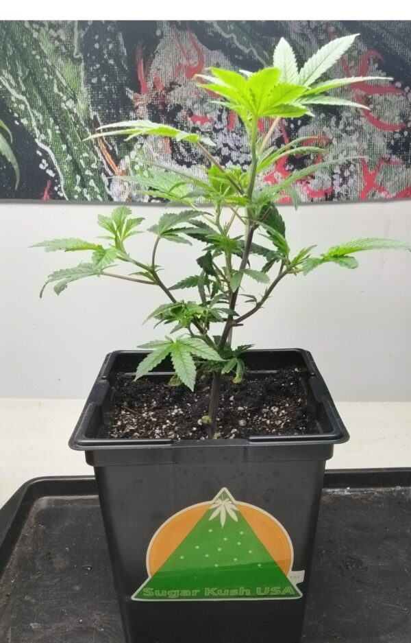 Big Clones (Square Pots)