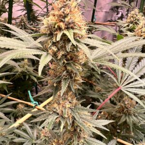 Smalls -Cherry Whip (Hybrid)