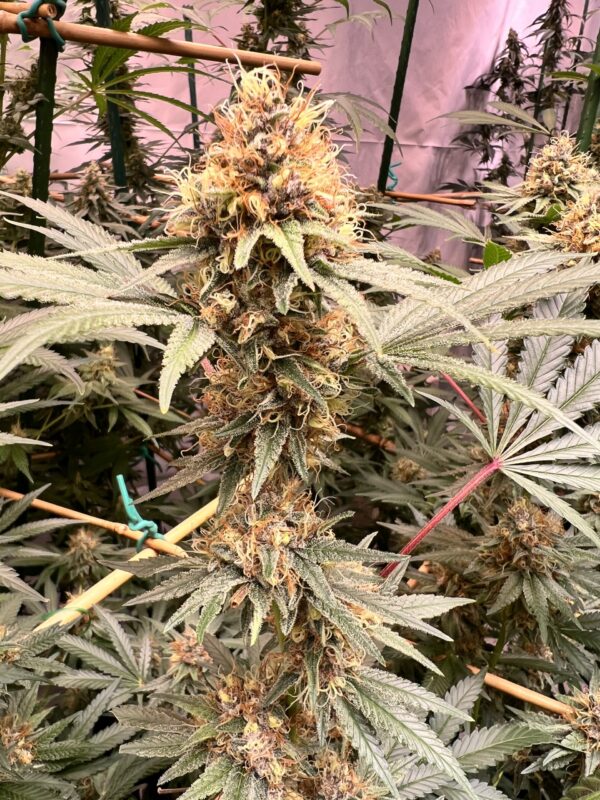 Smalls -Cherry Whip (Hybrid)